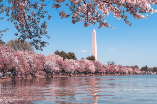 Washington Monument hinter blühenden Kirschbäumen am Tidal Basin.