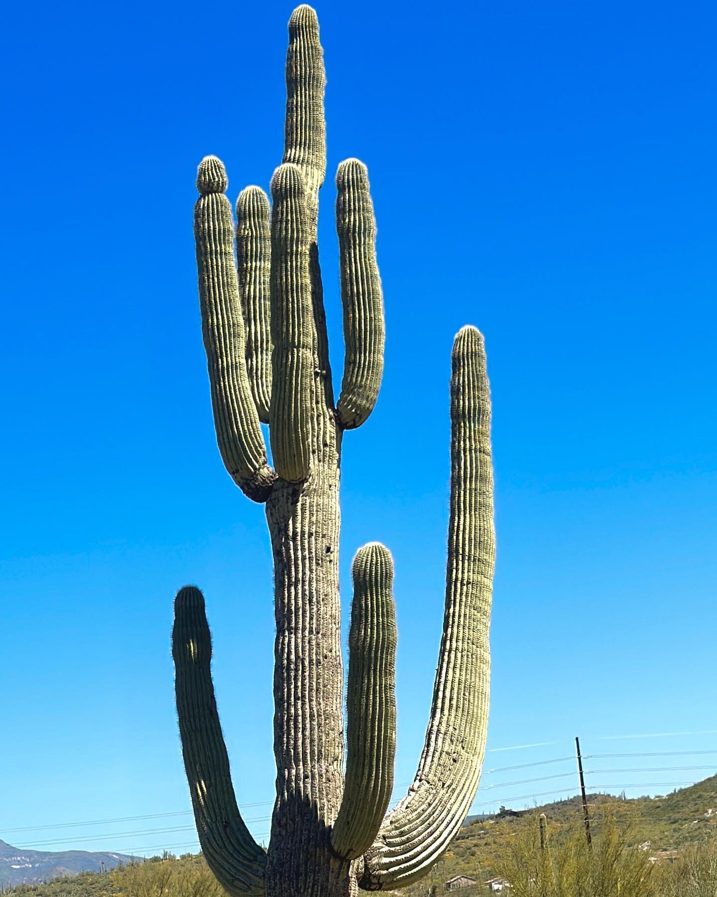 Standing in awe of the enormous Saguaro cactus in the Sonoran desert 🌵 #SaguaroCactus #DesertBeauty #Arizona #Travel”
Mit Ehrfurcht vor dem riesigen Saguarokaktus in der Sonora-Wüste stehen 🌵 #Saguarokaktus #Wüstenschönheit #Ar